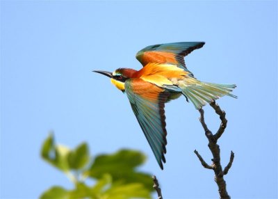 Bee-eater 9454.jpg