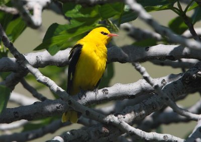 Golden Oriole 5534.jpg