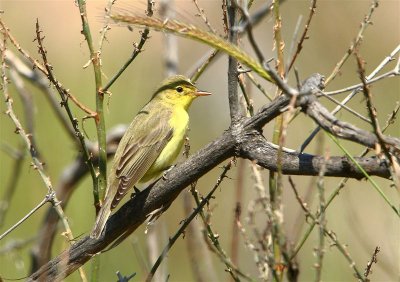 Icterine Warbler