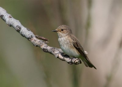 Spotted Flycatcher