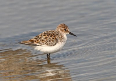 Little Stint