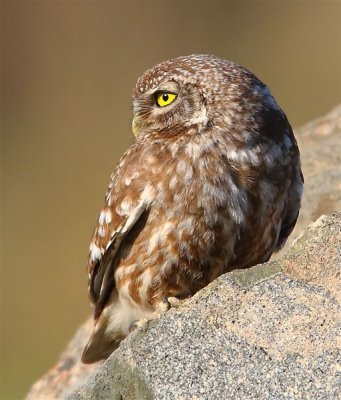 Little Owl