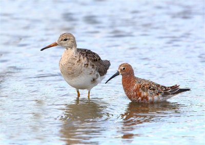 Ruff-Curlew Sandpiper