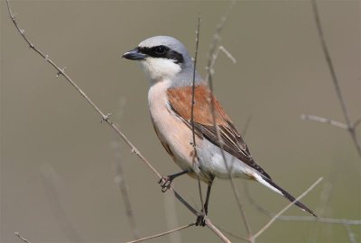 Red-backed Shrike