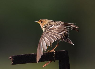 Red-throated Pipit