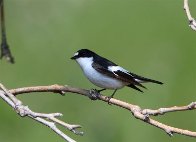 Pied Flycatcher