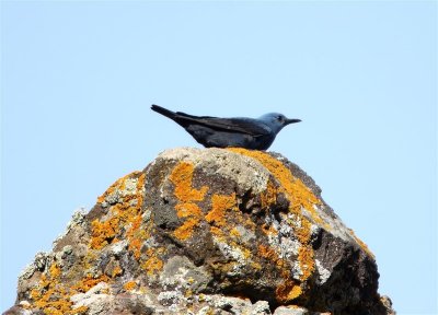 Blue Rock Thrush