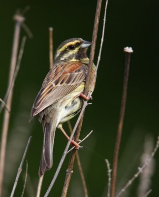 Cirl Bunting