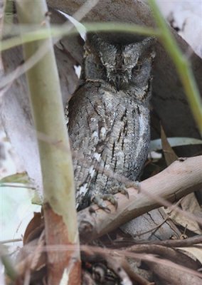 Scops Owl