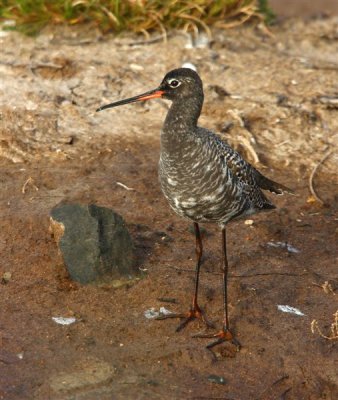 Spotted Redshank