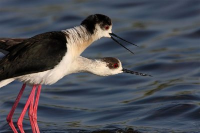 Black-winged Stilt