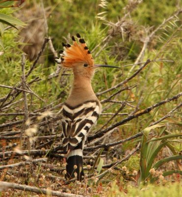 Hoopoe