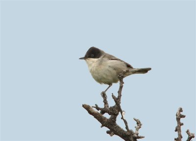 Orphean Warbler