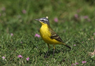 Yellow Wagtail