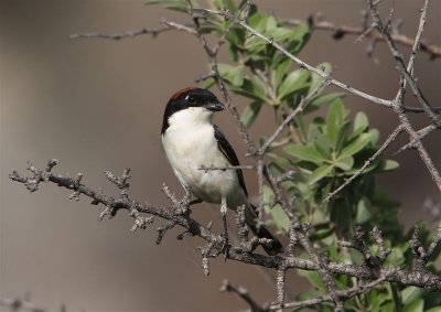 Woodchat Shrike