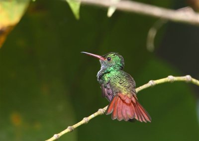 Roufous-tailed Hummingbird