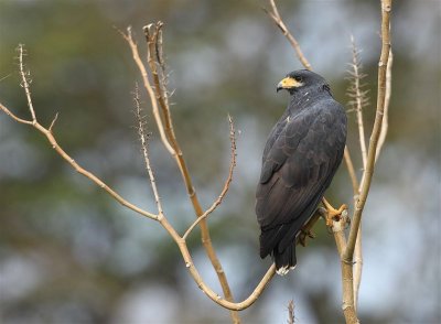 Mangrove Black-Hawk  Costa Rica