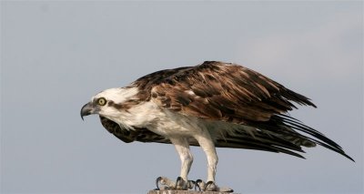 Osprey   Florida