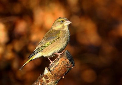 Greenfinch