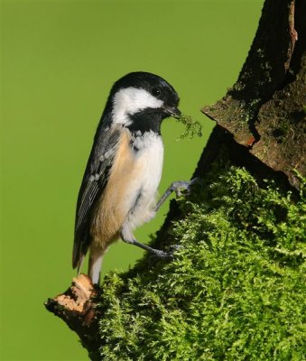 Coal Tit