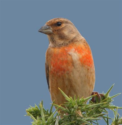 Linnet