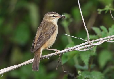 Sedge Warbler