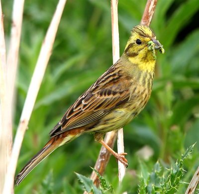 YellowHammer