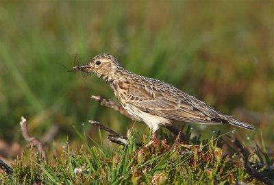 Skylark