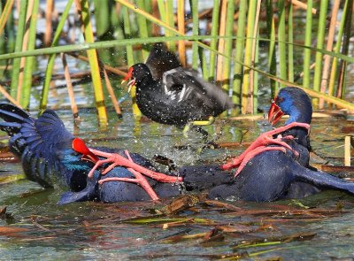 Purple Swamp-Hen  Portugal