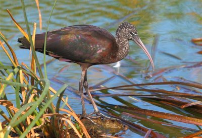 Glossy Ibis  Portugal