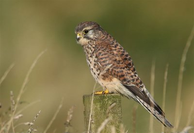 Kestrel