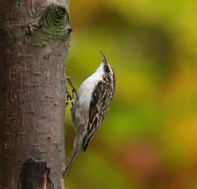 Treecreeper