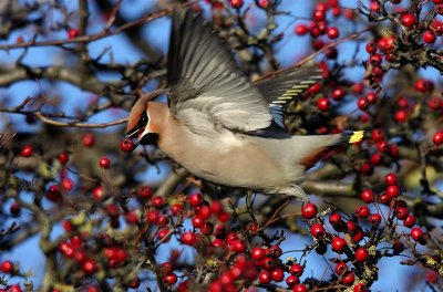 Waxwing