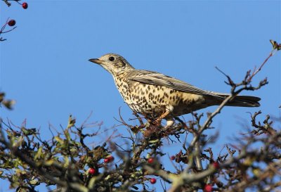 Mistle Thrush