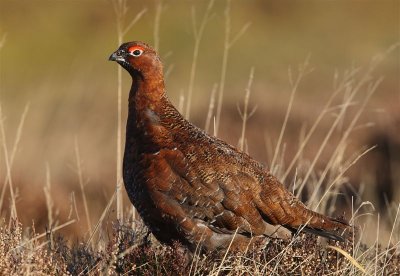 Red Grouse