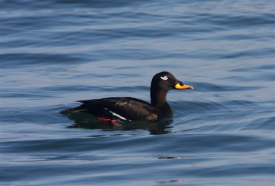 Velvet Scoter