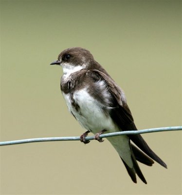 Sand Martin