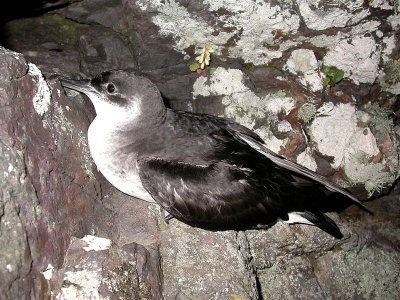 Manx Shearwater