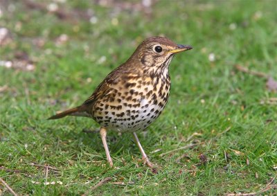 Song Thrush