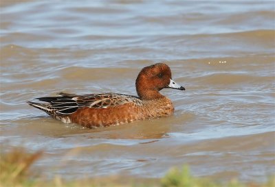 Wigeon 5035.jpg