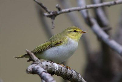 Wood Warbler 2580.jpg