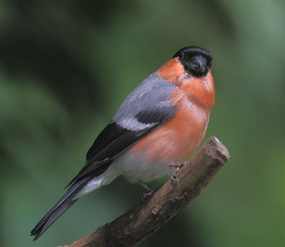 Bullfinch