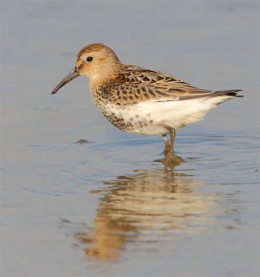 Dunlin