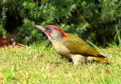 Green Woodpecker  Portugal