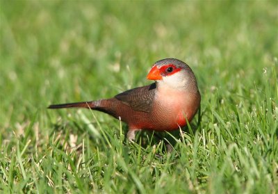 Common Waxbill  Porugal