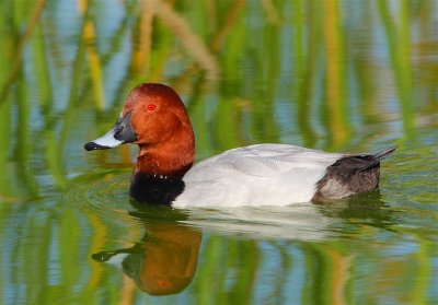 Pochard  Portugal