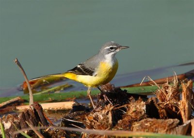 Grey Wagtail  Porugal