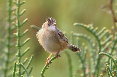 Zitting Cisticola  Spain