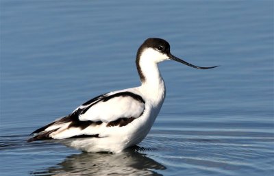 Avocet  Portugal