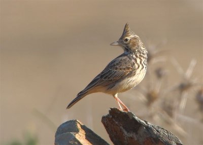 Thekla Lark  Portugal